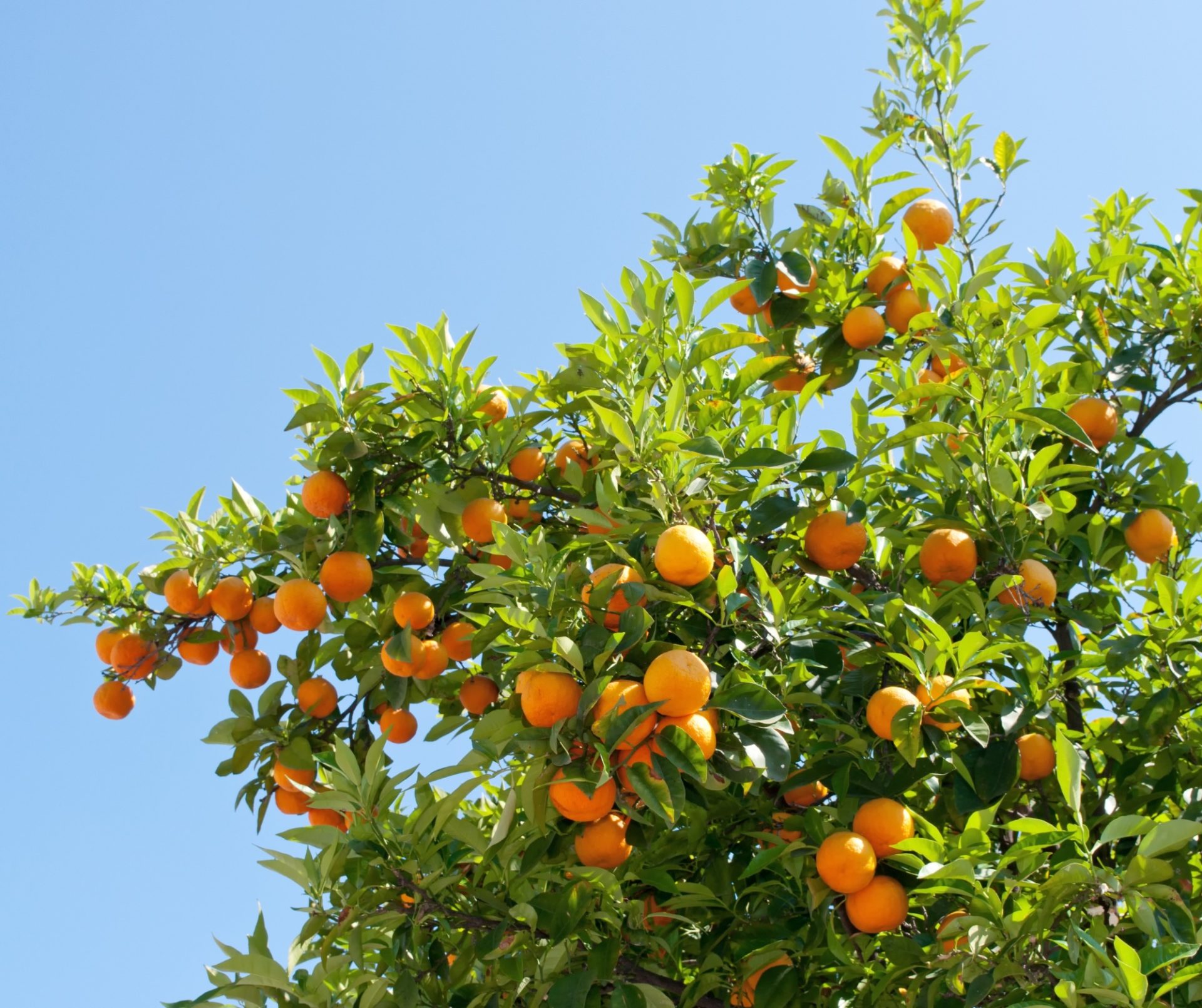 naranjas valencianas