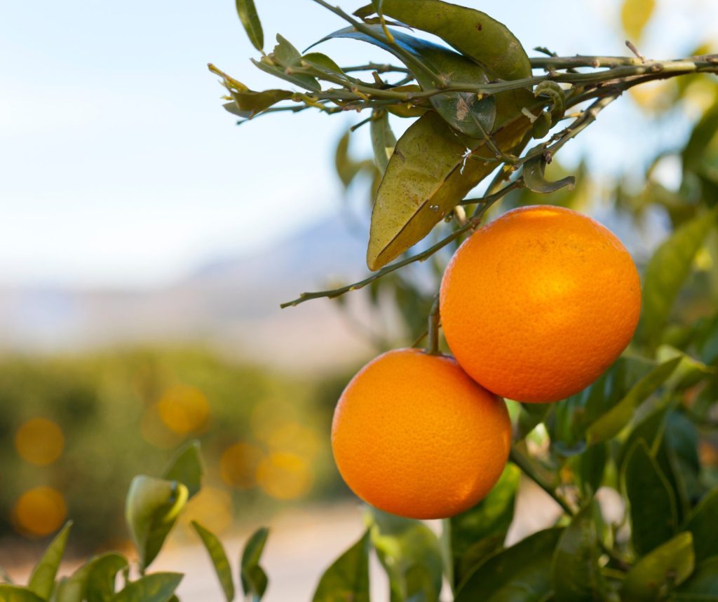 naranjas valencianas ecológicas